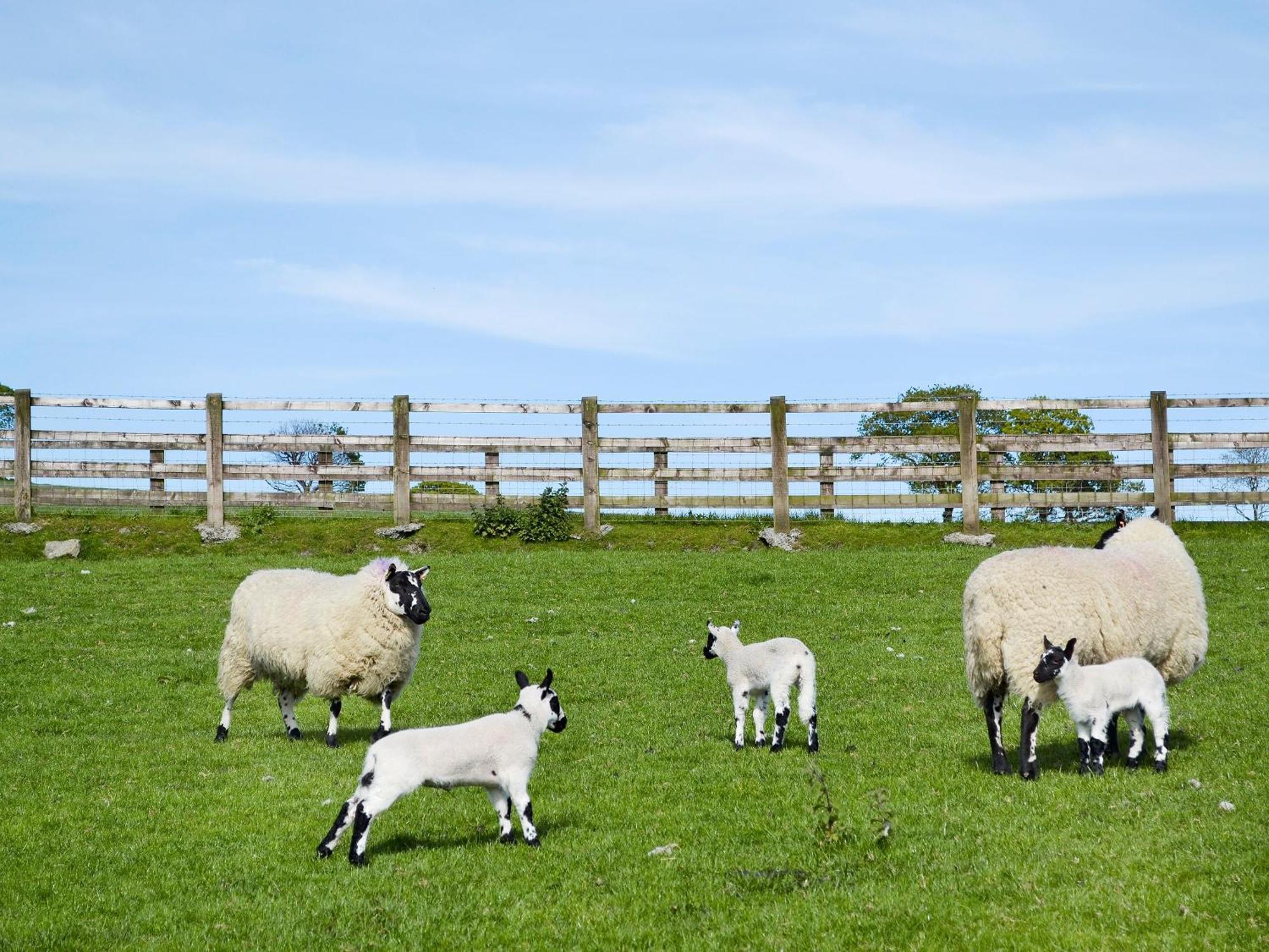 Maes Y Bryn Farmhouse Llanwrda Zewnętrze zdjęcie